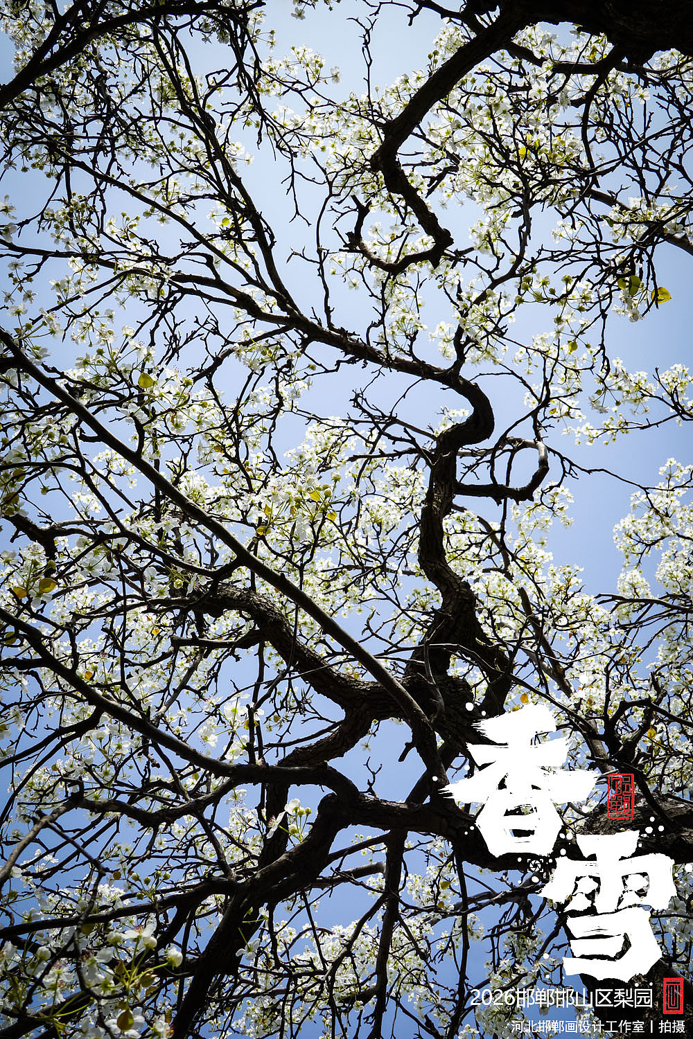 香雪（图ZNDA1MjkyNTEy） - 人文/纪实摄影 - 站酷设计师画设计原创素材 - 站酷ZCOOL