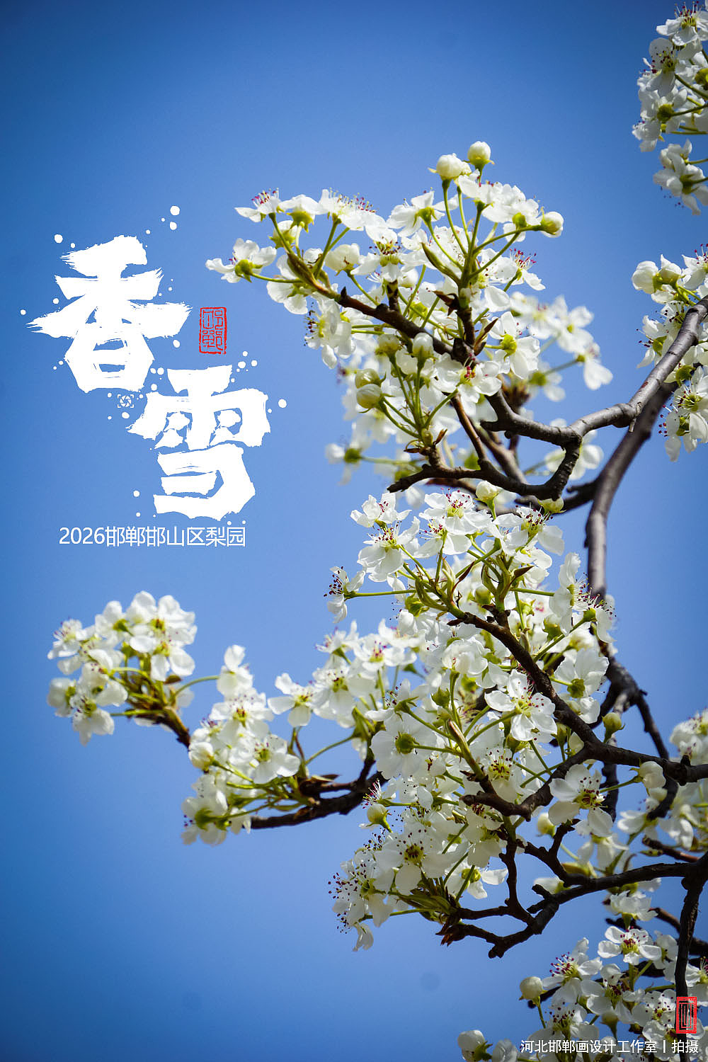 香雪（图ZNDA1MjkyNTgw） - 人文/纪实摄影 - 站酷设计师画设计原创素材 - 站酷ZCOOL