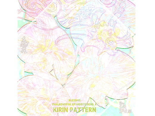 #《东方佑花》#麒麟纹-蝴蝶兰花语