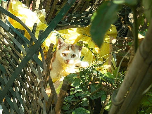 春日限定·猫与暖阳