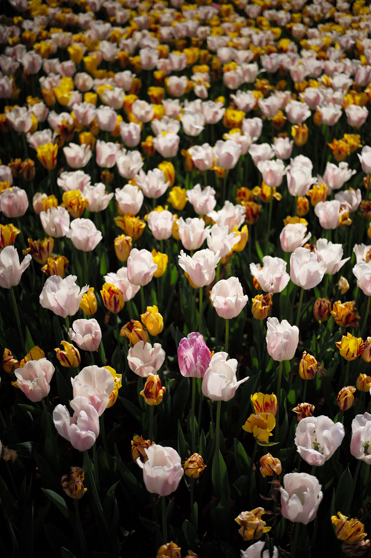 风景03（图ZNDA1MzE2NjQ0） - 风光摄影 - 站酷设计师Z052022984原创素材 - 站酷ZCOOL