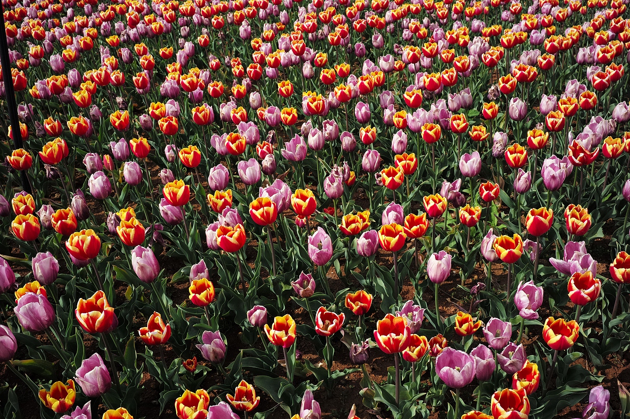 风景03（图ZNDA1MzE2NjQw） - 风光摄影 - 站酷设计师Z052022984原创素材 - 站酷ZCOOL