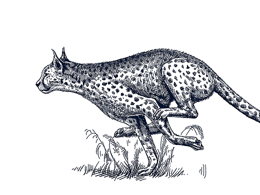 钢笔风格-包装插画