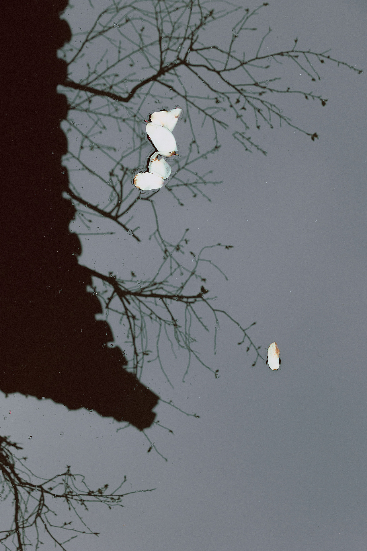 玉树凋伤（图ZNDA1MzQ1NjYw） - 人像摄影 - 站酷设计师若寒Rock原创素材 - 站酷ZCOOL