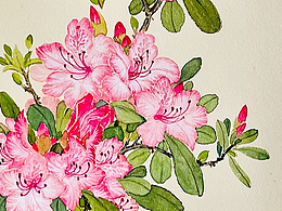 花开日常（3）｜在安静里，等花慢慢盛开