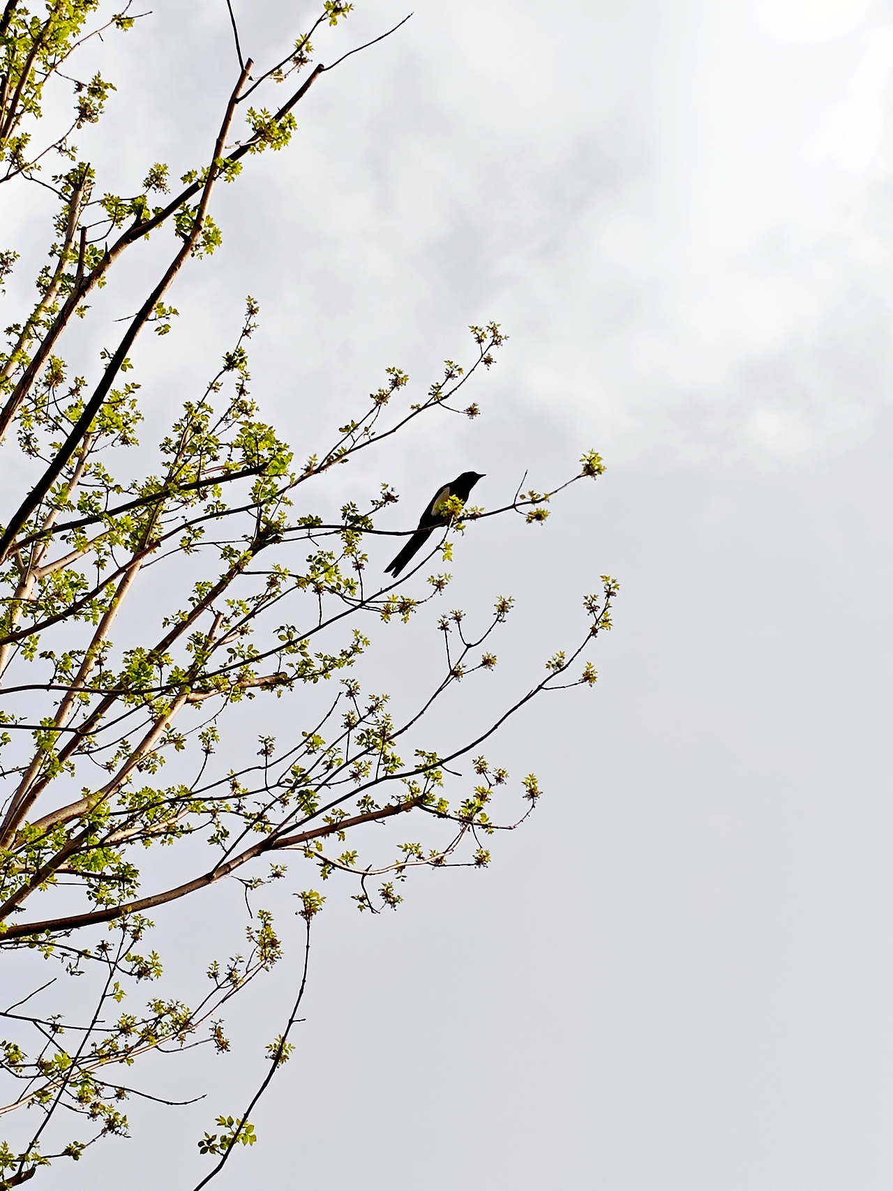 喜鵲（圖ZNDA1Mzc1MzE2） - 人文/紀(jì)實(shí)攝影 - 站酷設(shè)計(jì)師Z861826338原創(chuàng)素材 - 站酷ZCOOL