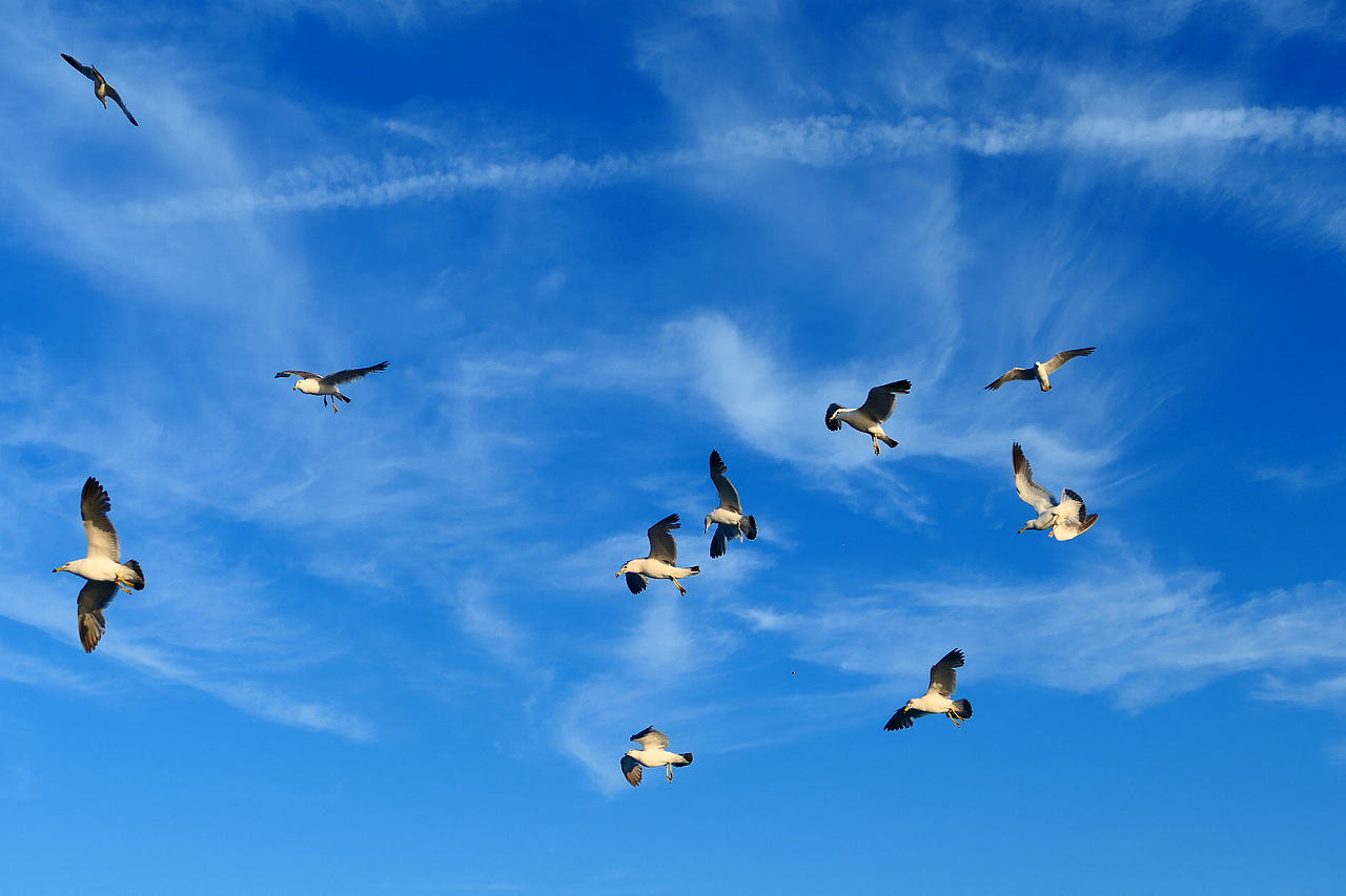 落日把海面染成橘红，海风带着凉意，轮船破开波浪，（图ZNDA1MzkzMDI4） - 海报 - 站酷设计师wn赤子原创素材 - 站酷ZCOOL