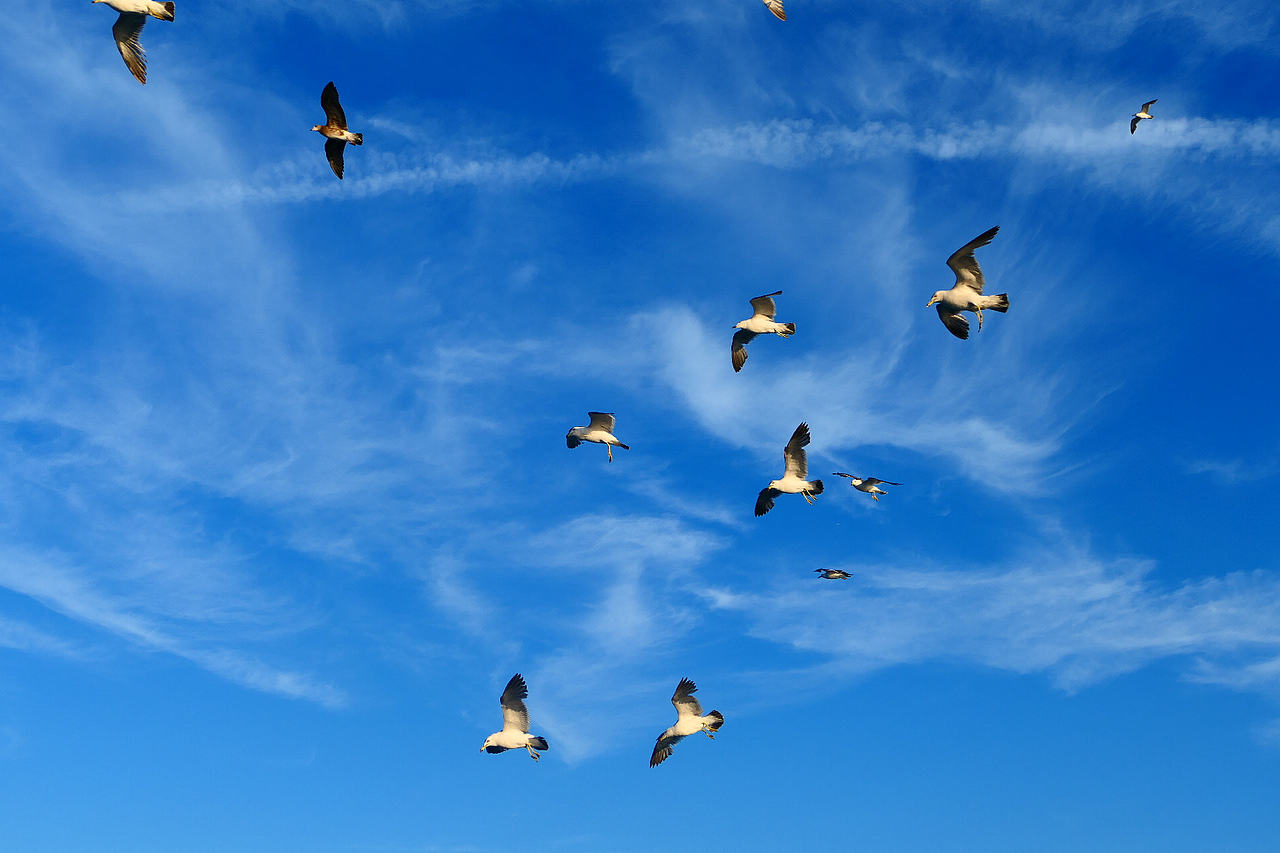 落日把海面染成橘红，海风带着凉意，轮船破开波浪，（图ZNDA1MzkzMDEy） - 海报 - 站酷设计师wn赤子原创素材 - 站酷ZCOOL