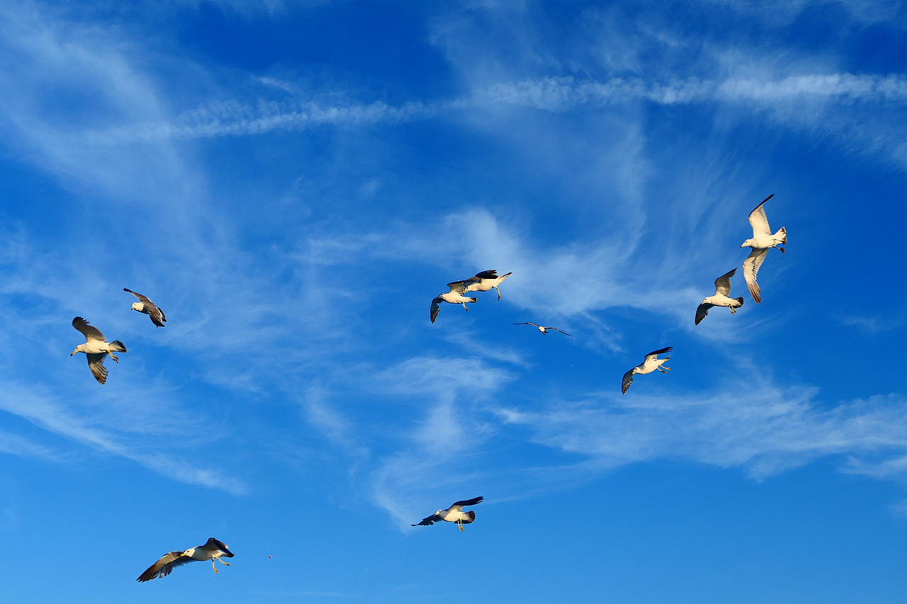 落日把海面染成橘红，海风带着凉意，轮船破开波浪，（图ZNDA1MzkzMDI0） - 海报 - 站酷设计师wn赤子原创素材 - 站酷ZCOOL