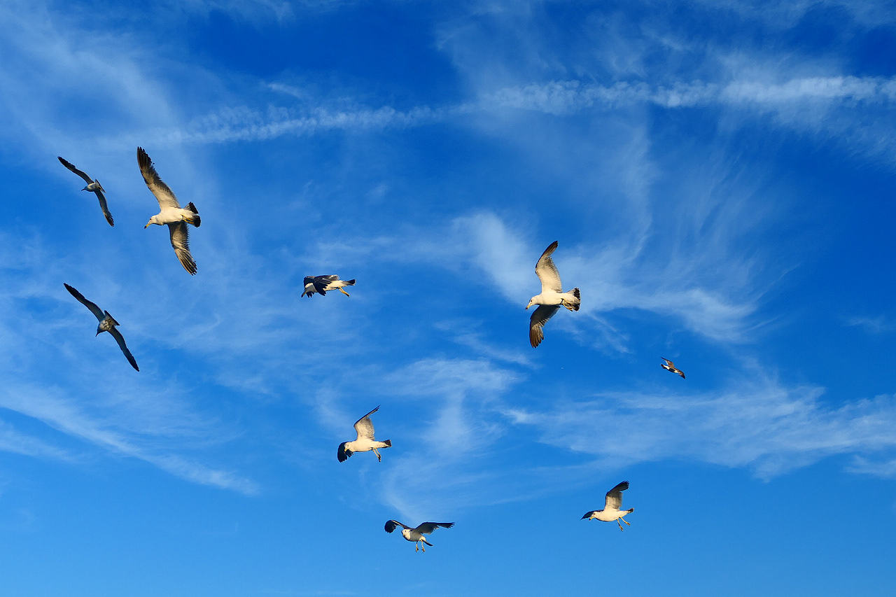 落日把海面染成橘红，海风带着凉意，轮船破开波浪，（图ZNDA1MzkzMDM2） - 海报 - 站酷设计师wn赤子原创素材 - 站酷ZCOOL