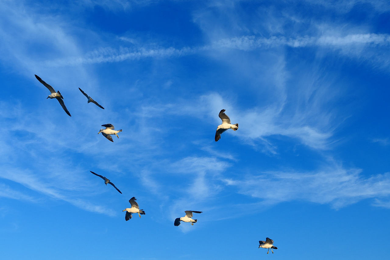 落日把海面染成橘红，海风带着凉意，轮船破开波浪，（图ZNDA1MzkzMDQw） - 海报 - 站酷设计师wn赤子原创素材 - 站酷ZCOOL