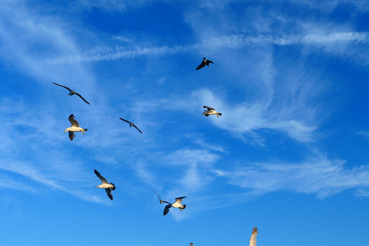 落日把海面染成橘红，海风带着凉意，轮船破开波浪，（图ZNDA1MzkzMDQ0） - 海报 - 站酷设计师wn赤子原创素材 - 站酷ZCOOL