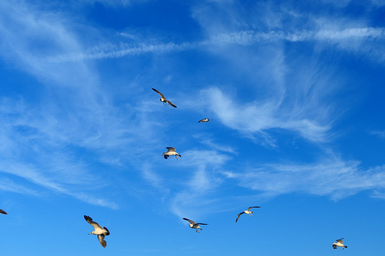 落日把海面染成橘红，海风带着凉意，轮船破开波浪，（图ZNDA1MzkzMDU2） - 海报 - 站酷设计师wn赤子原创素材 - 站酷ZCOOL