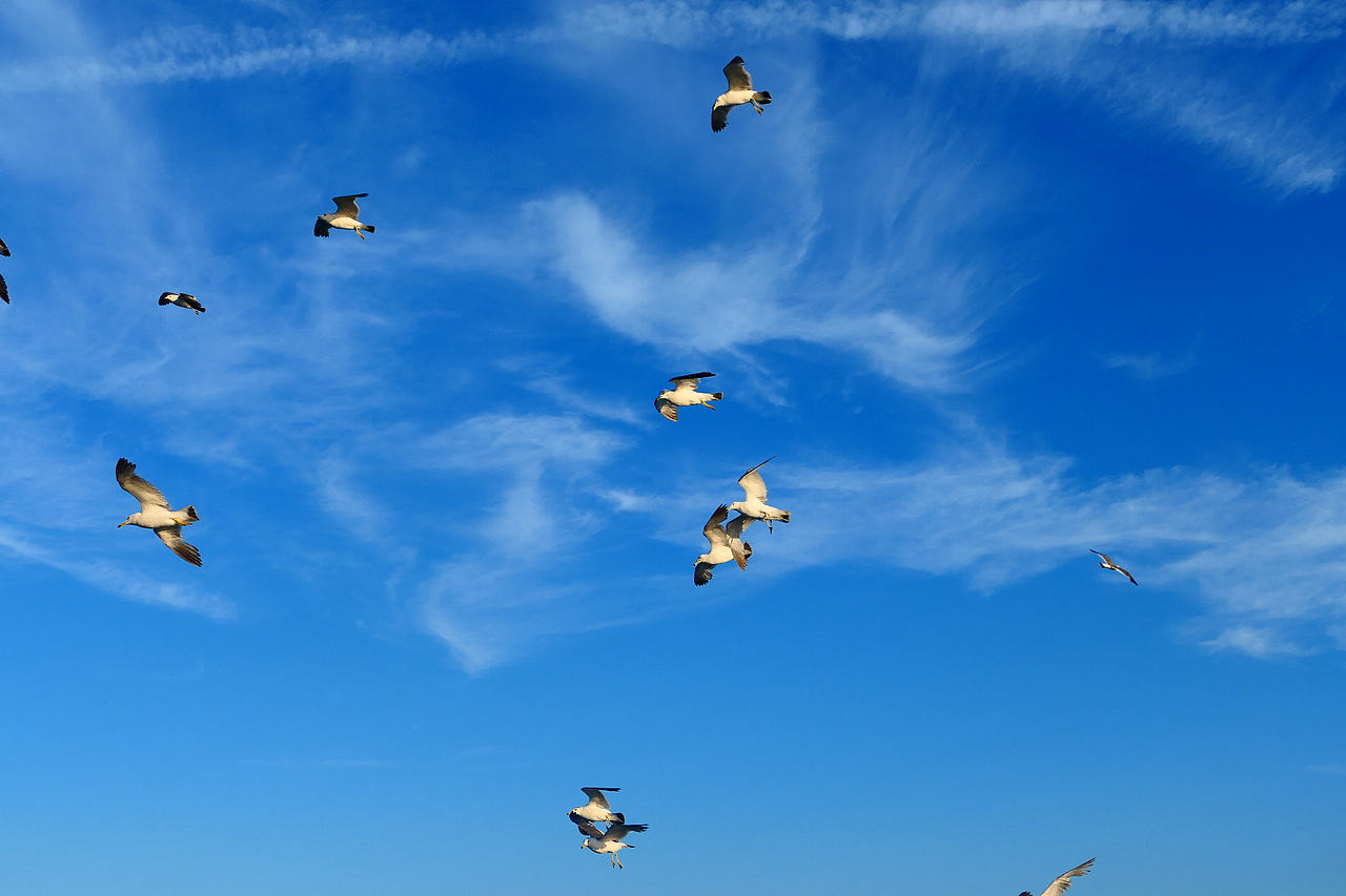 落日把海面染成橘红，海风带着凉意，轮船破开波浪，（图ZNDA1MzkzMDY0） - 海报 - 站酷设计师wn赤子原创素材 - 站酷ZCOOL