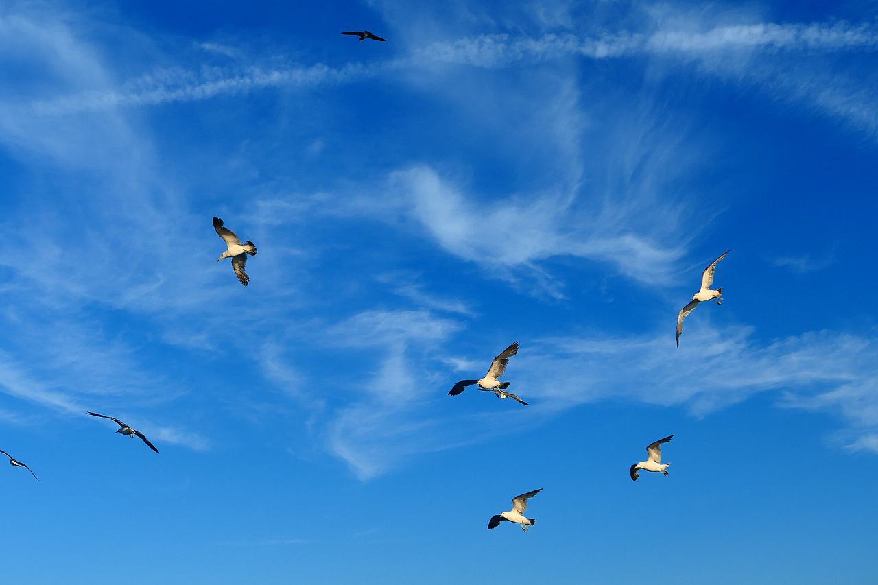 落日把海面染成橘红，海风带着凉意，轮船破开波浪，（图ZNDA1MzkzMDYw） - 海报 - 站酷设计师wn赤子原创素材 - 站酷ZCOOL