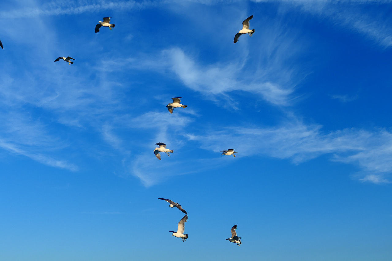 落日把海面染成橘红，海风带着凉意，轮船破开波浪，（图ZNDA1MzkzMDY4） - 海报 - 站酷设计师wn赤子原创素材 - 站酷ZCOOL