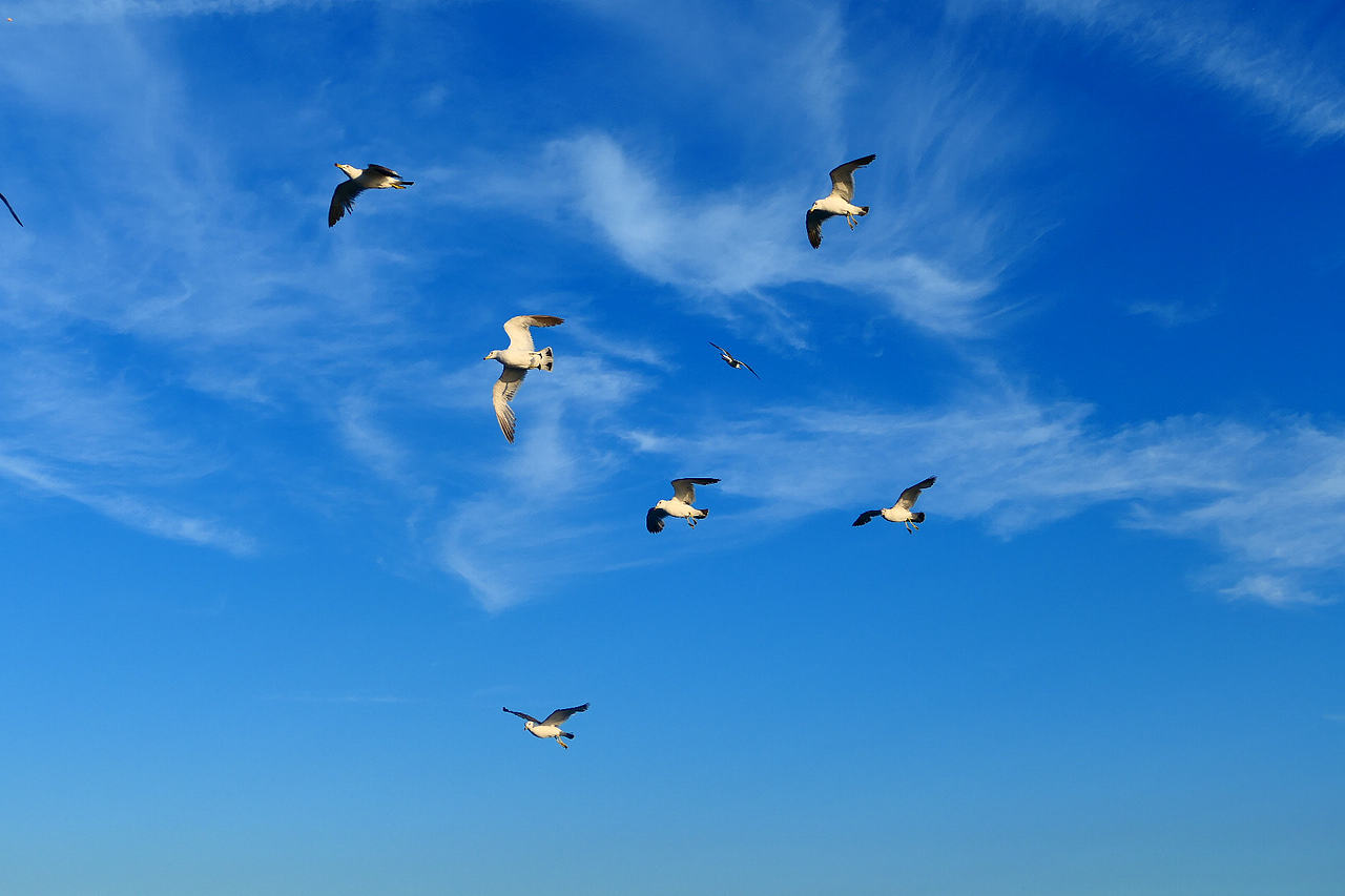 落日把海面染成橘红，海风带着凉意，轮船破开波浪，（图ZNDA1MzkzMDc2） - 海报 - 站酷设计师wn赤子原创素材 - 站酷ZCOOL