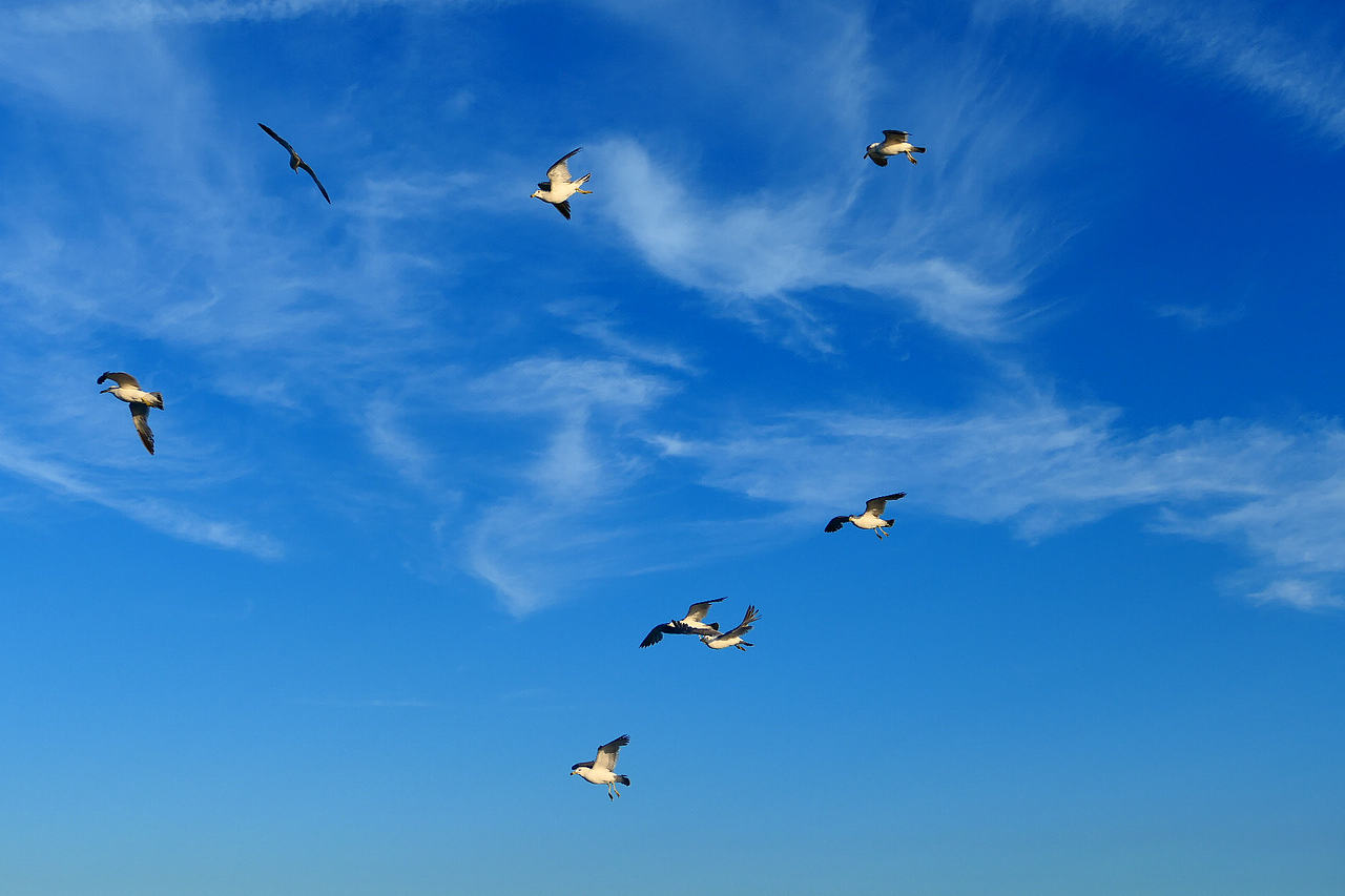 落日把海面染成橘红，海风带着凉意，轮船破开波浪，（图ZNDA1MzkzMDcy） - 海报 - 站酷设计师wn赤子原创素材 - 站酷ZCOOL