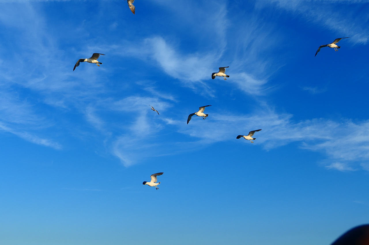 落日把海面染成橘红，海风带着凉意，轮船破开波浪，（图ZNDA1MzkzMDgw） - 海报 - 站酷设计师wn赤子原创素材 - 站酷ZCOOL