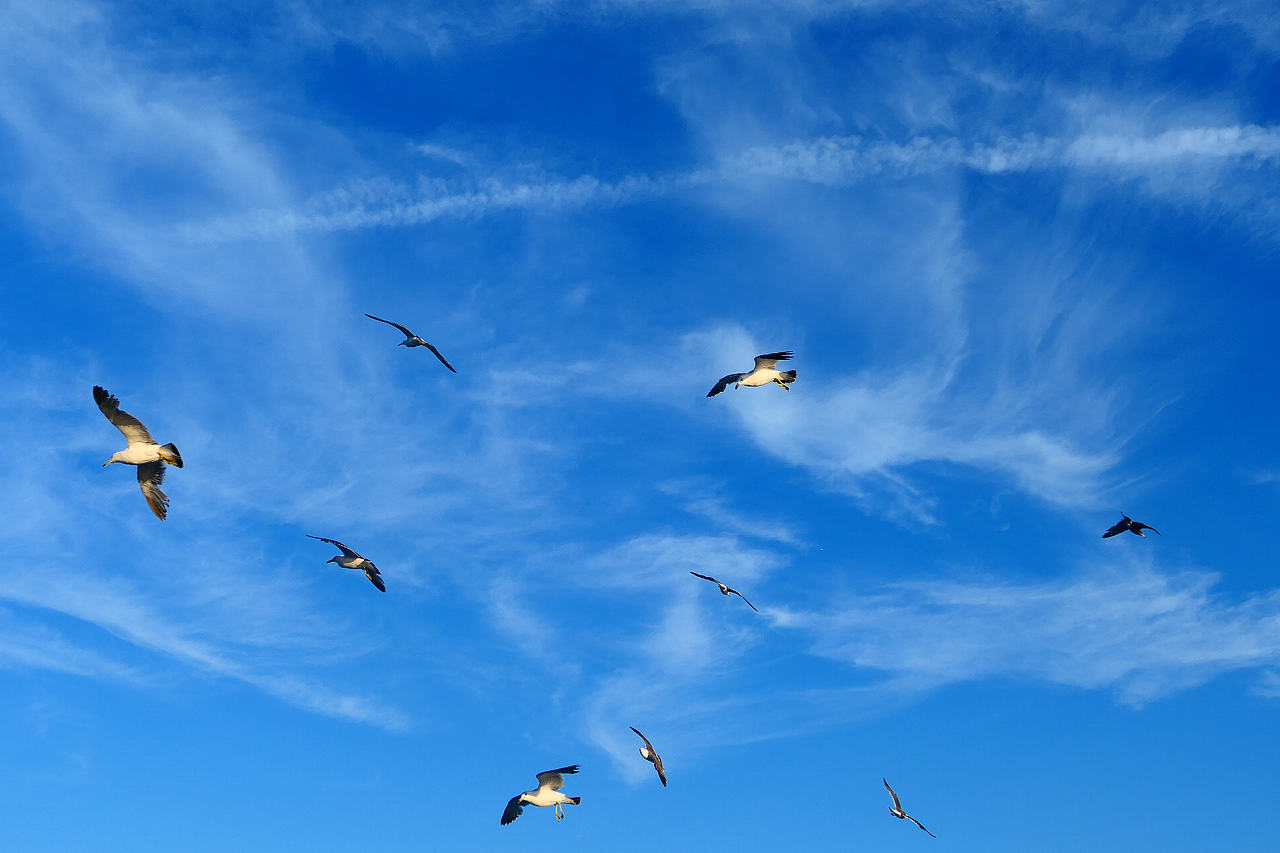 落日把海面染成橘红，海风带着凉意，轮船破开波浪，（图ZNDA1MzkzMDQ4） - 海报 - 站酷设计师wn赤子原创素材 - 站酷ZCOOL