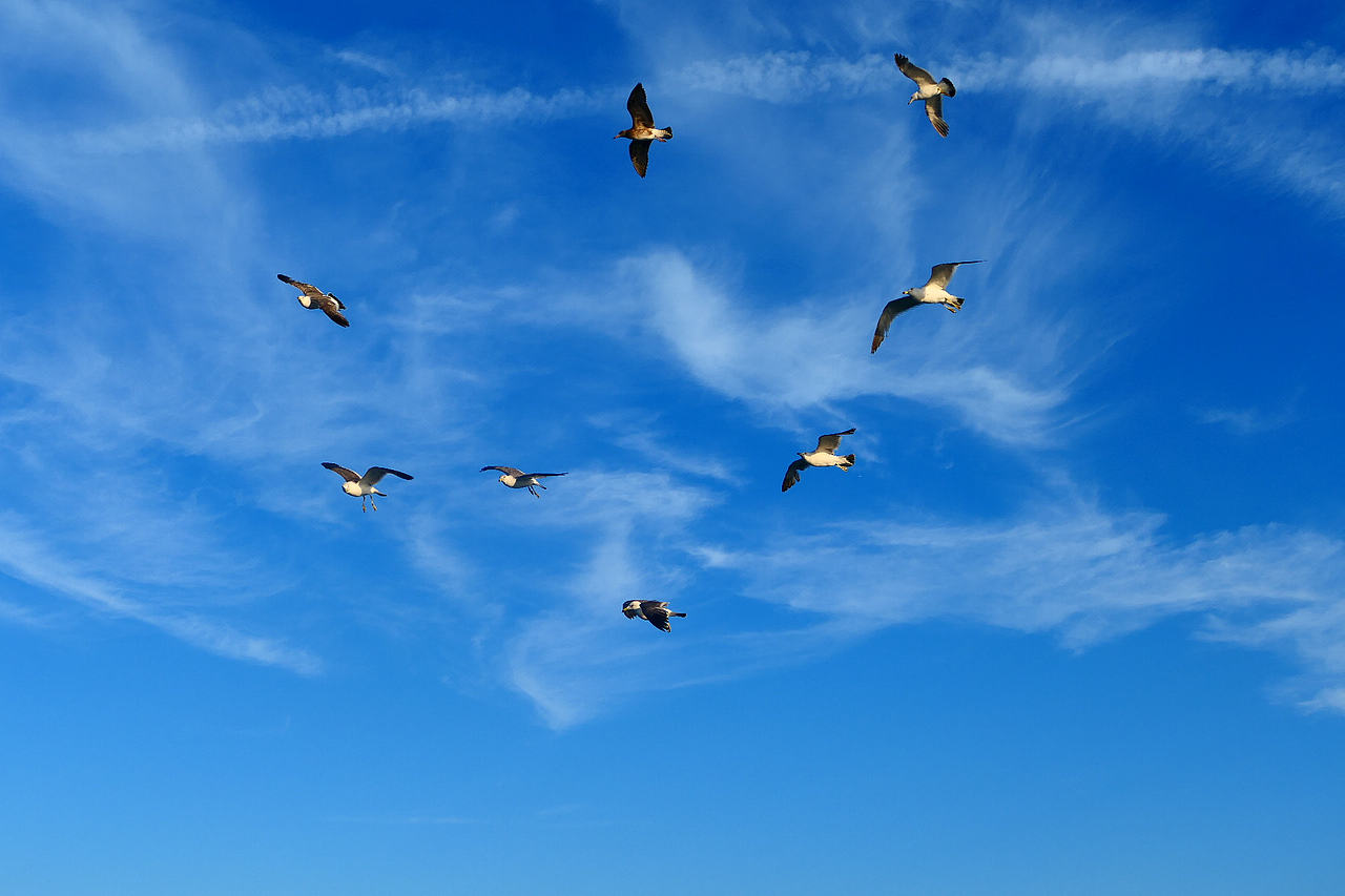 落日把海面染成橘红，海风带着凉意，轮船破开波浪，（图ZNDA1MzkzMDA0） - 海报 - 站酷设计师wn赤子原创素材 - 站酷ZCOOL