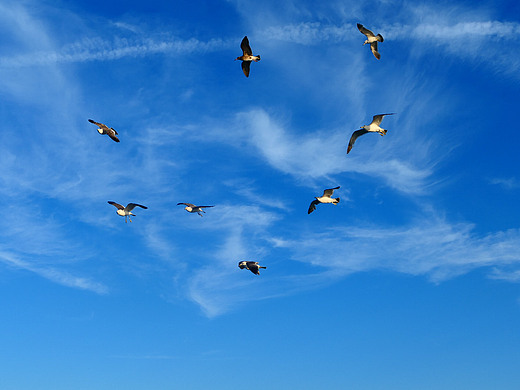 落日把海面染成橘红，海风带着凉意，轮船破开波浪，