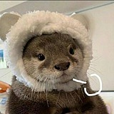 鼠獭Otto的头像
