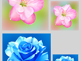 花卉插畫(huà) 應(yīng)用場(chǎng)景