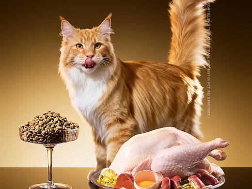 Ai+实拍的优势、节约一半费用、网易猫粮极速出片 