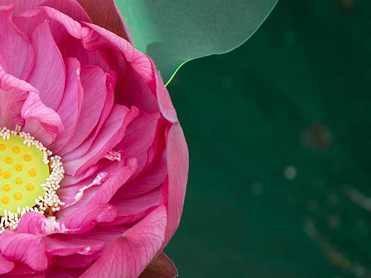 文化公园的荷花开得很艳