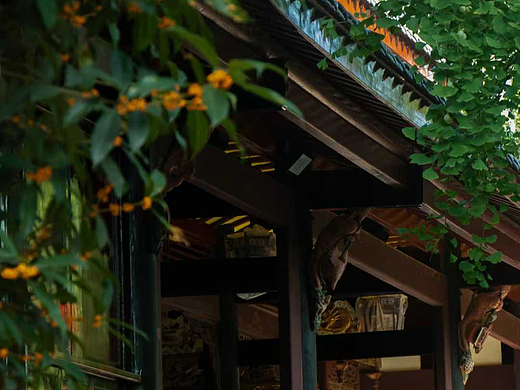 青羊宫的桂花很香