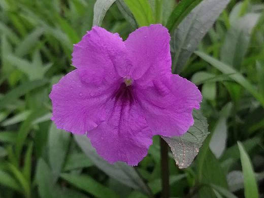  植物特写 | 捕捉一朵蓝花草的静物之美