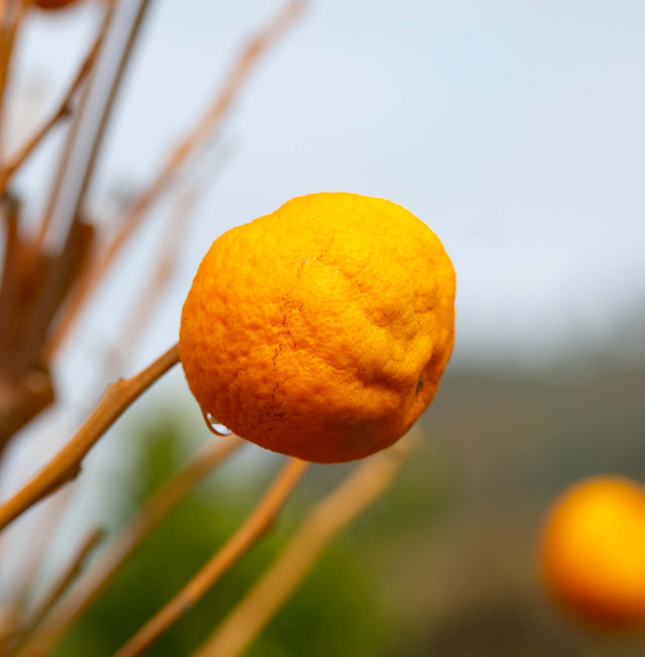 干枯的橘子（图ZNDA1NDY1NDk2） - 人物/生物 - 站酷设计师玖柒玖1原创素材 - 站酷ZCOOL