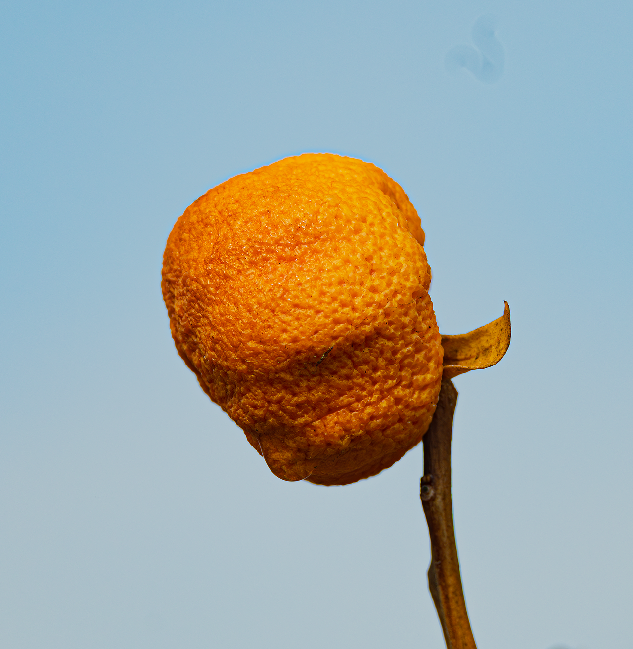 干枯的橘子（图ZNDA1NDY1NTAw） - 人物/生物 - 站酷设计师玖柒玖1原创素材 - 站酷ZCOOL