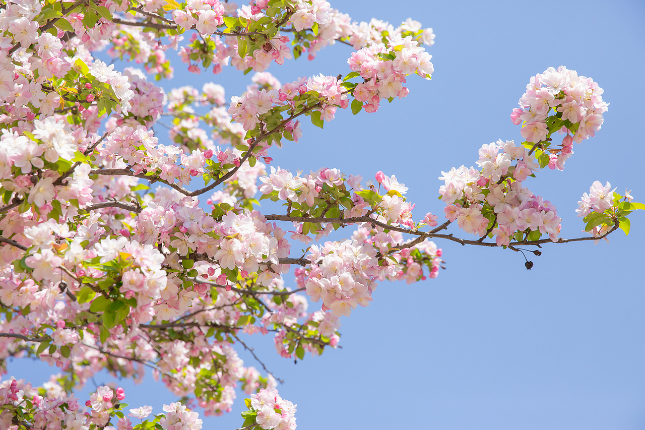 春有约，花不误，海棠依旧（图ZNDA1NDgwMTcy） - 风光摄影 - 站酷设计师淋隐子原创素材 - 站酷ZCOOL