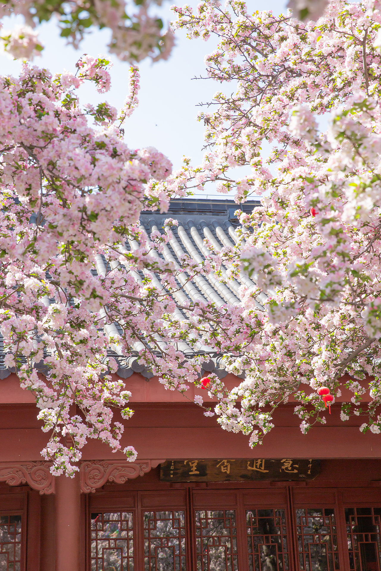 春有约，花不误，海棠依旧（图ZNDA1NDgwMTQ0） - 风光摄影 - 站酷设计师淋隐子原创素材 - 站酷ZCOOL
