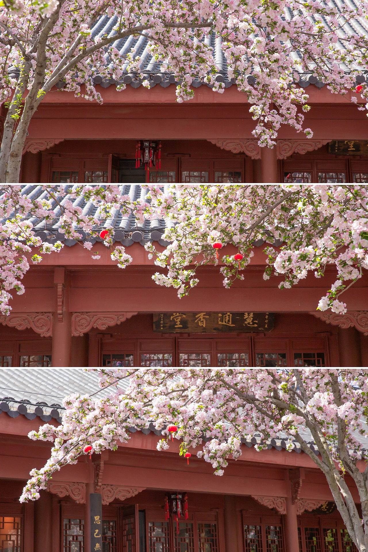 春有约，花不误，海棠依旧（图ZNDA1NDgwMTMy） - 风光摄影 - 站酷设计师淋隐子原创素材 - 站酷ZCOOL