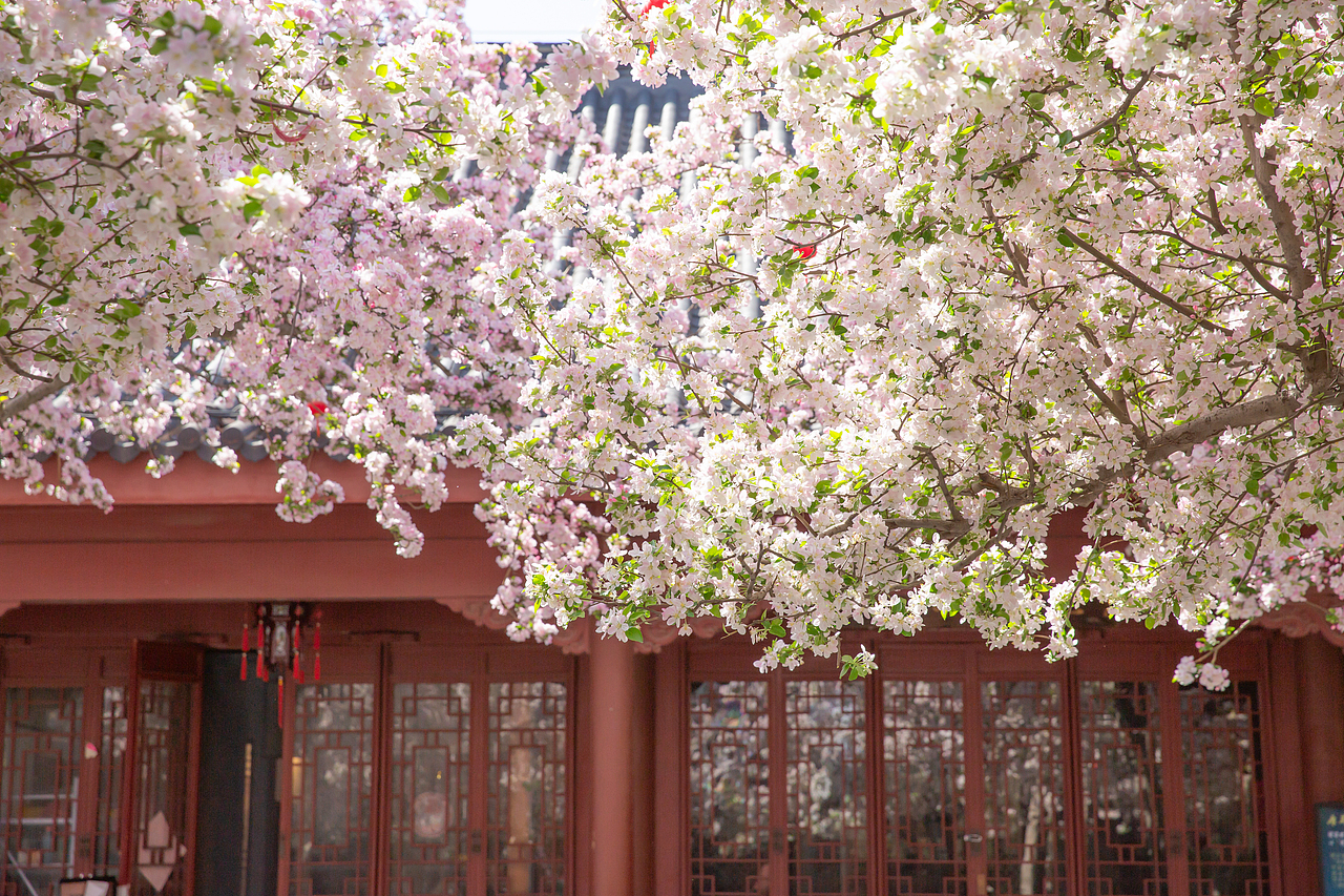 春有约，花不误，海棠依旧（图ZNDA1NDgwMTYw） - 风光摄影 - 站酷设计师淋隐子原创素材 - 站酷ZCOOL