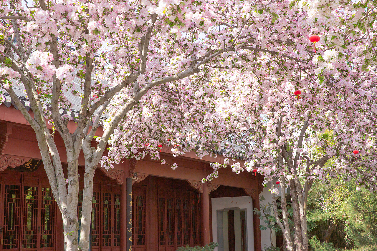 春有约，花不误，海棠依旧（图ZNDA1NDgwMTQw） - 风光摄影 - 站酷设计师淋隐子原创素材 - 站酷ZCOOL