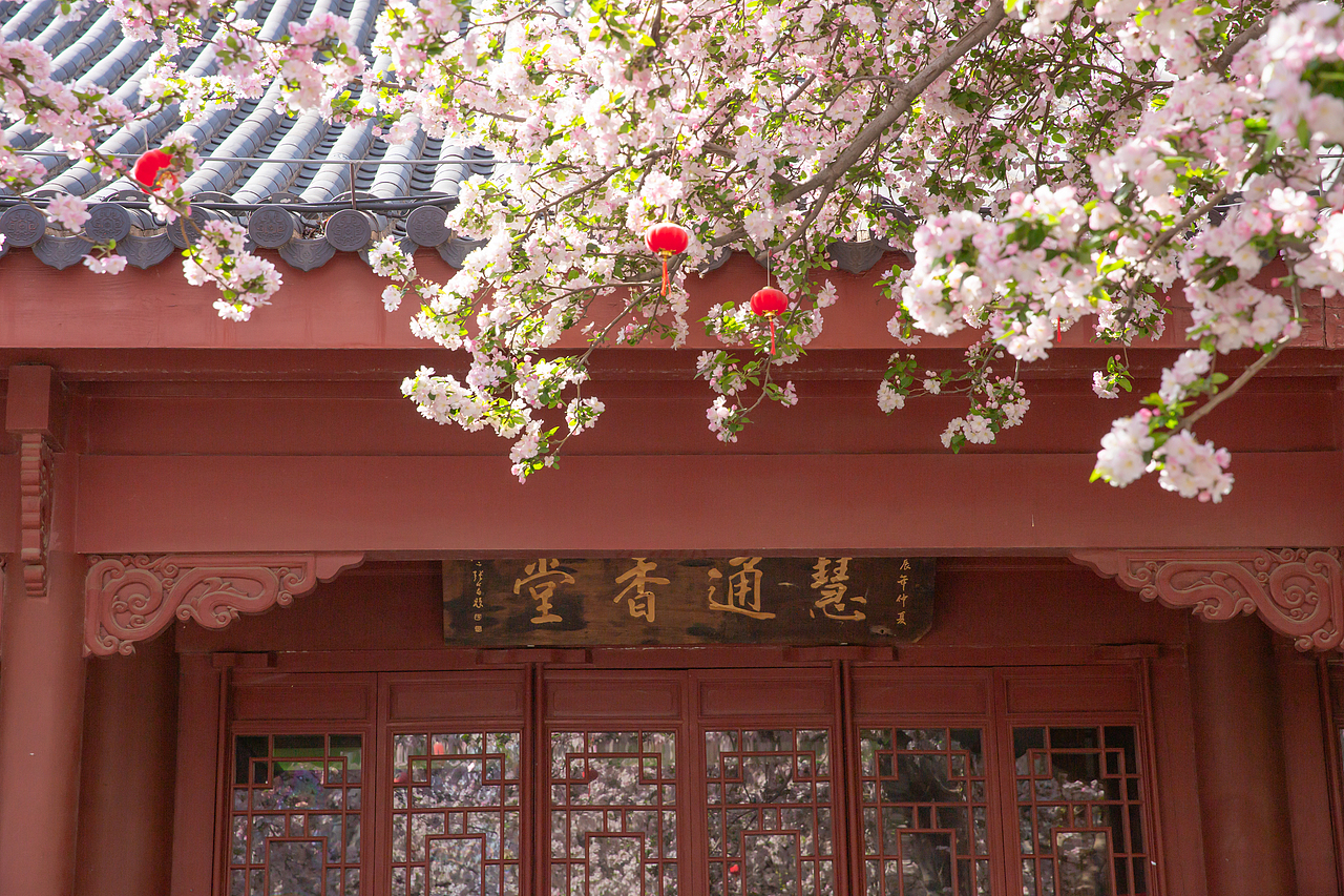 春有约，花不误，海棠依旧（图ZNDA1NDgwMTQ4） - 风光摄影 - 站酷设计师淋隐子原创素材 - 站酷ZCOOL