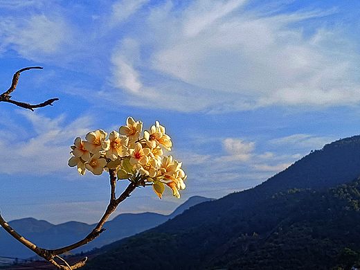 春日开放的油桐花