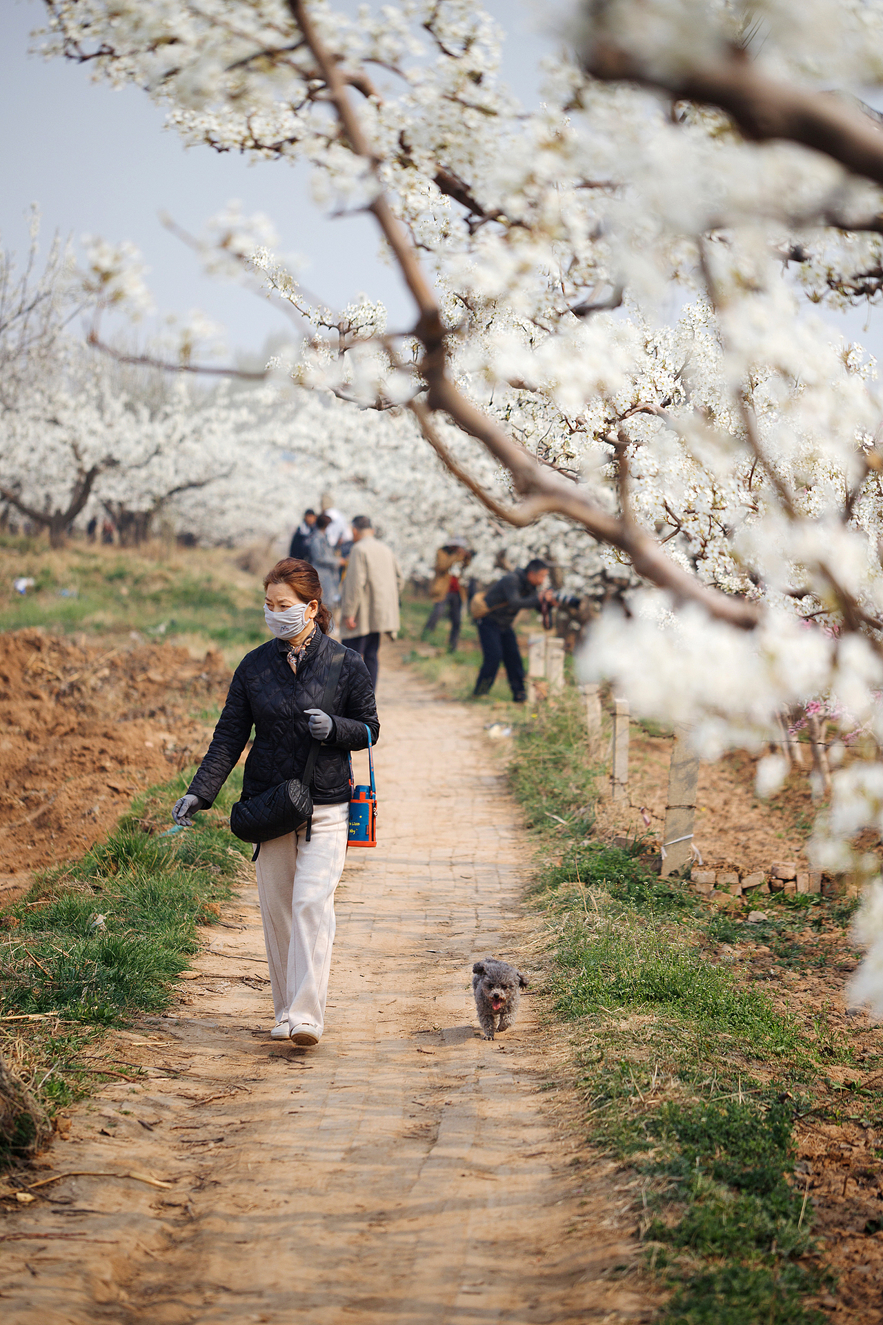 梨花节掠影（图ZNDA1NTE4NjQw） - 其他摄影 - 站酷设计师pear1103原创素材 - 站酷ZCOOL