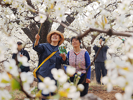 梨花節(jié)掠影