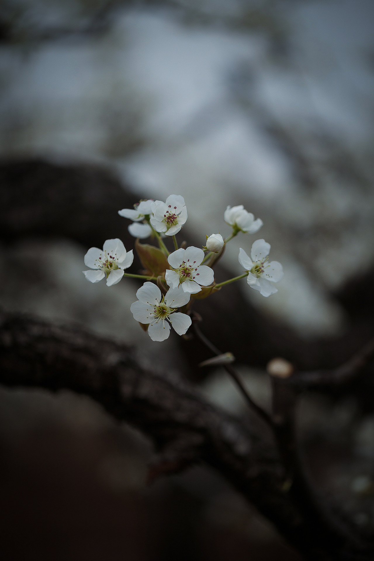 春的秘密（图ZNDA1NTE5MDUy） - 其他摄影 - 站酷设计师pear1103原创素材 - 站酷ZCOOL