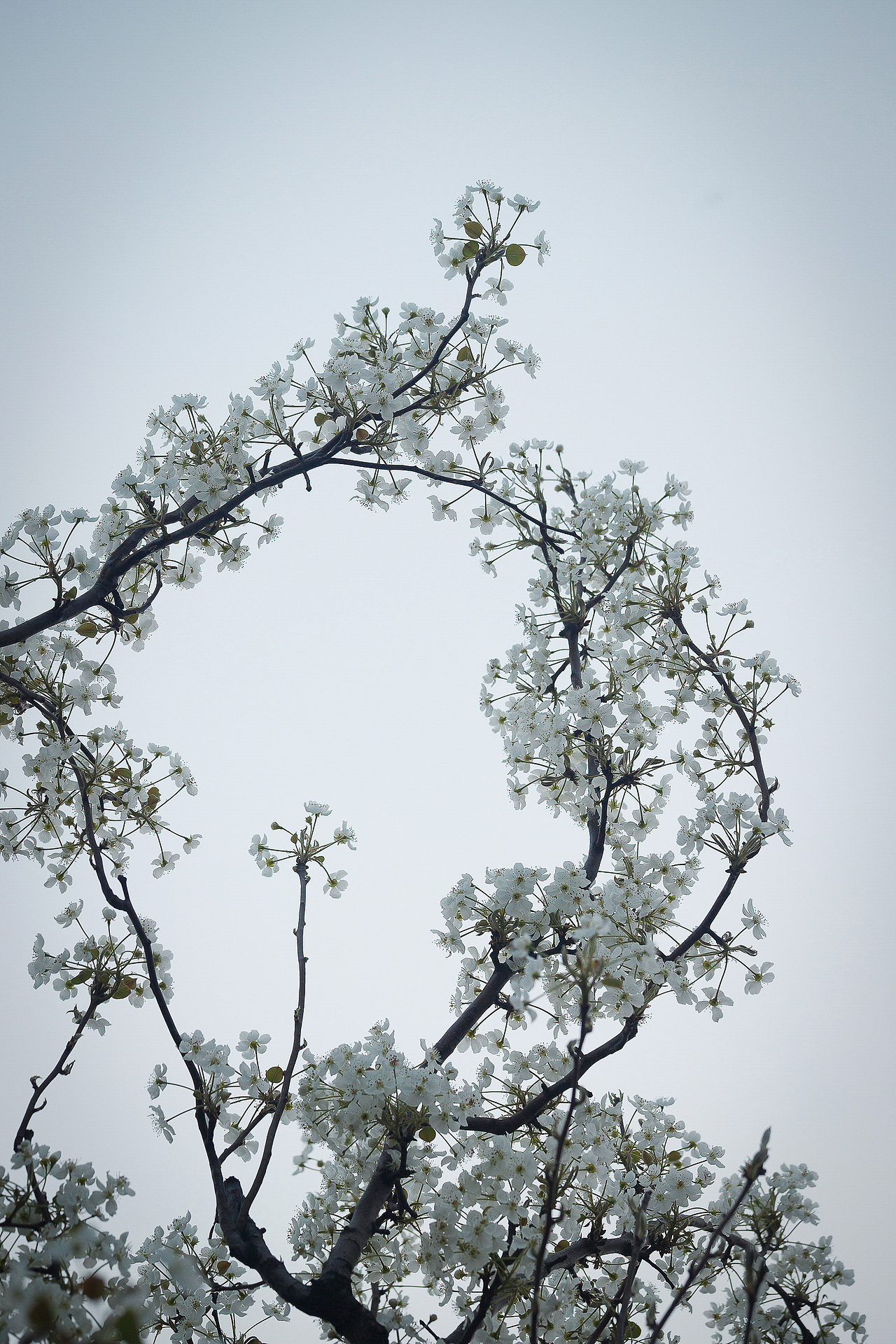 春的秘密（图ZNDA1NTE5MTEy） - 其他摄影 - 站酷设计师pear1103原创素材 - 站酷ZCOOL