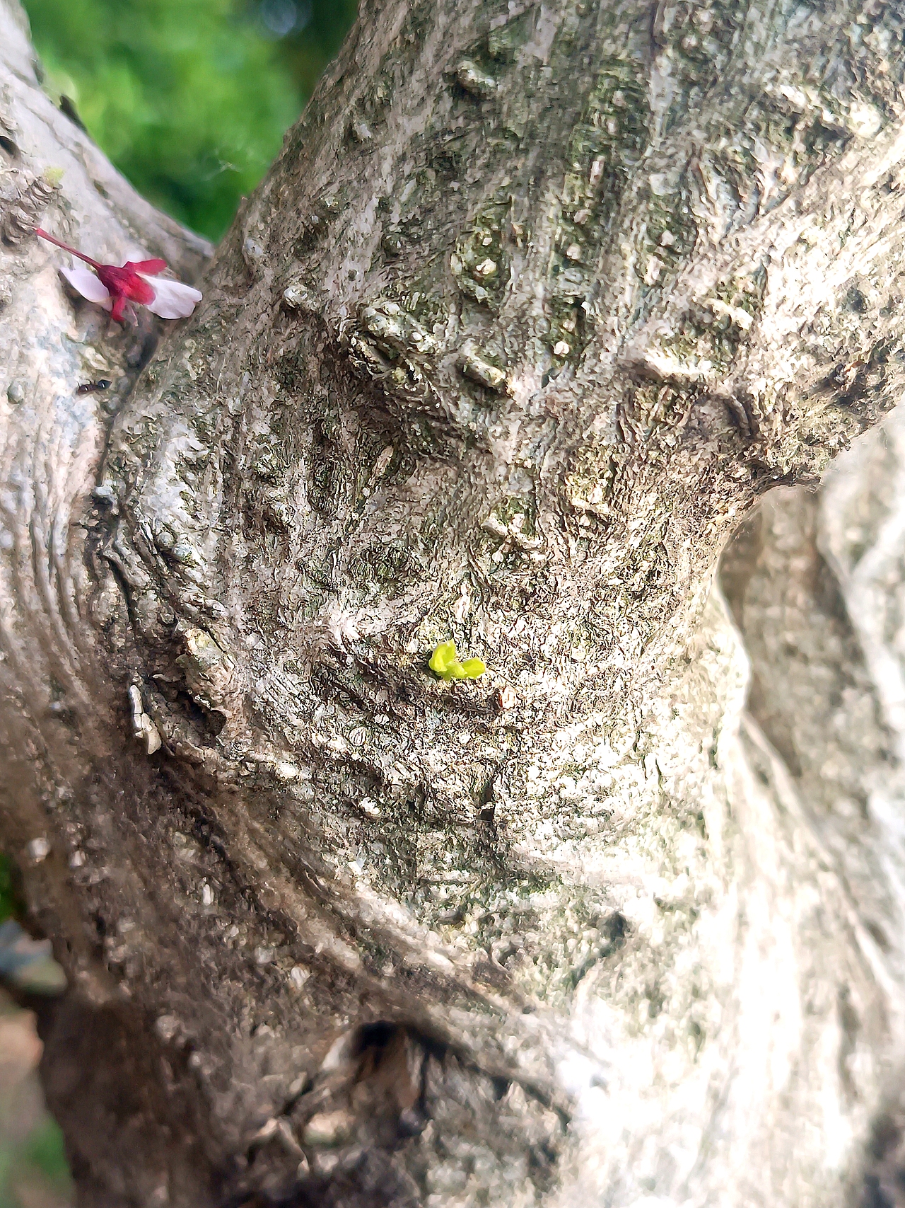 枯枝发嫩芽（图ZNDA1NTE5NTg0） - 文案/策划 - 站酷设计师流年不负女士原创素材 - 站酷ZCOOL