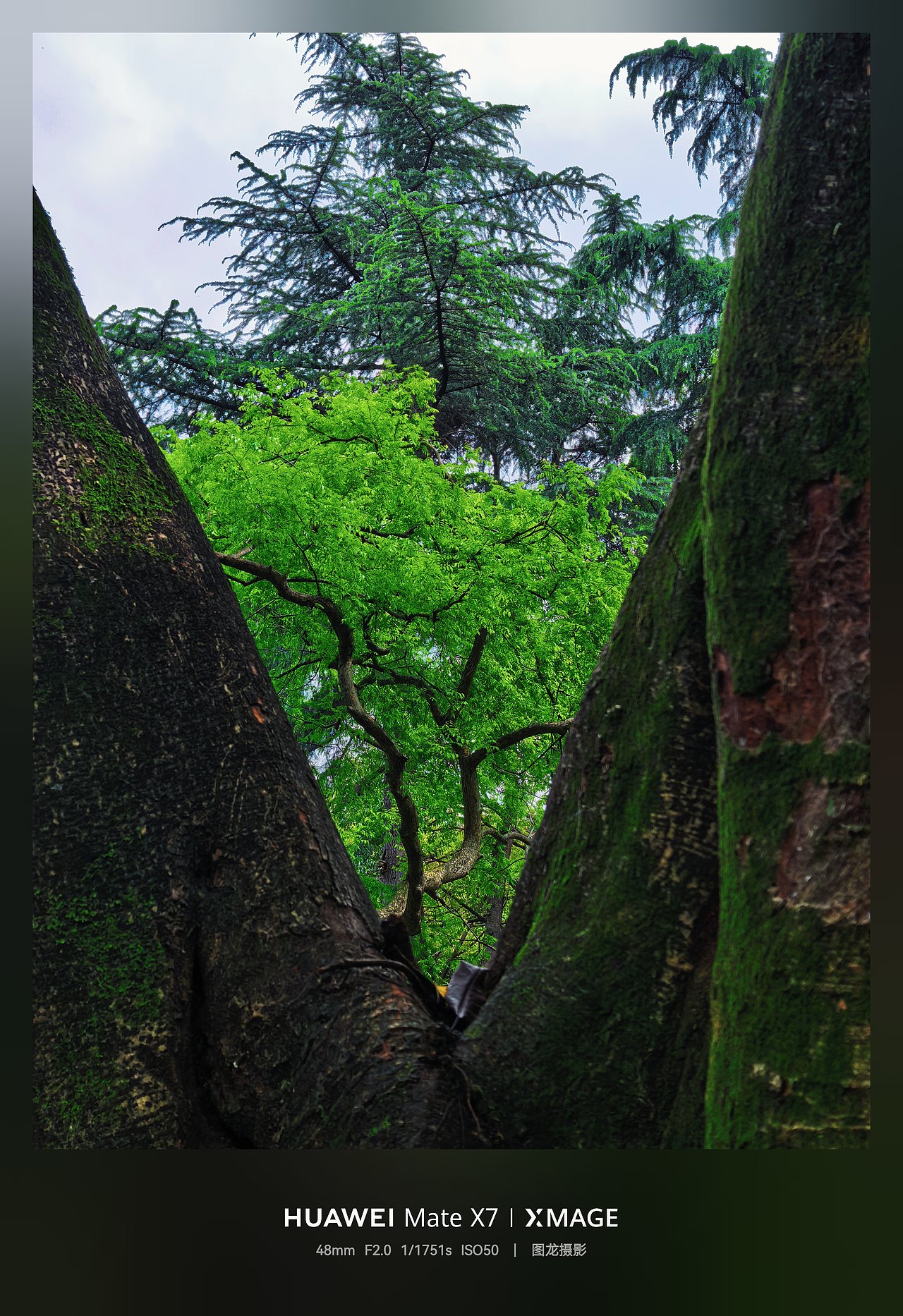 重庆花卉园春的画卷：落叶为毯，风卷暖光编织浪漫时光（图ZNDA1NTIxMDYw） - 人文/纪实摄影 - 站酷设计师图龙摄影原创素材 - 站酷ZCOOL