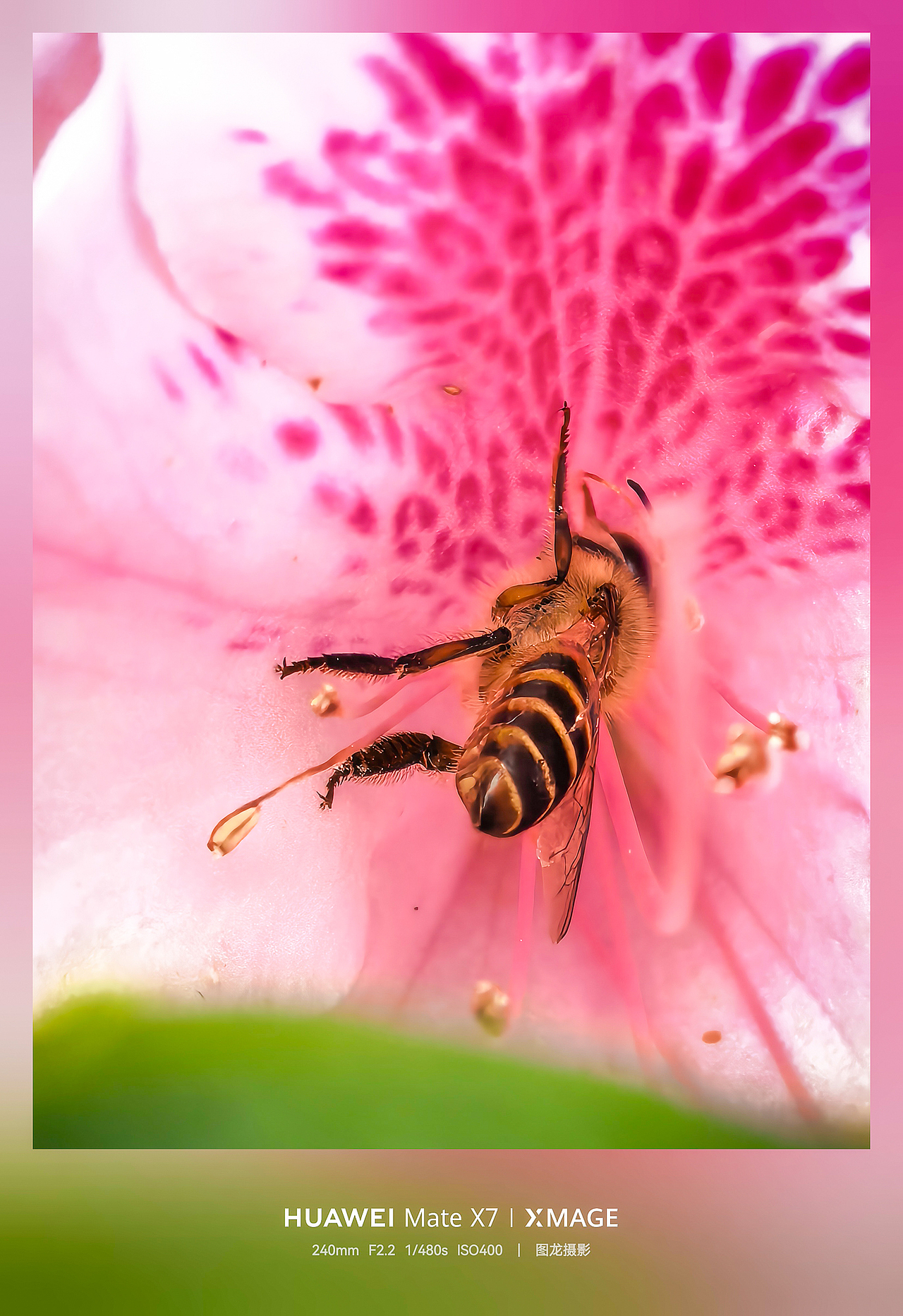 不追景的春日浪漫，低头抬头皆是春的温柔（图ZNDA1NTIyNjky） - 风光摄影 - 站酷设计师图龙摄影原创素材 - 站酷ZCOOL
