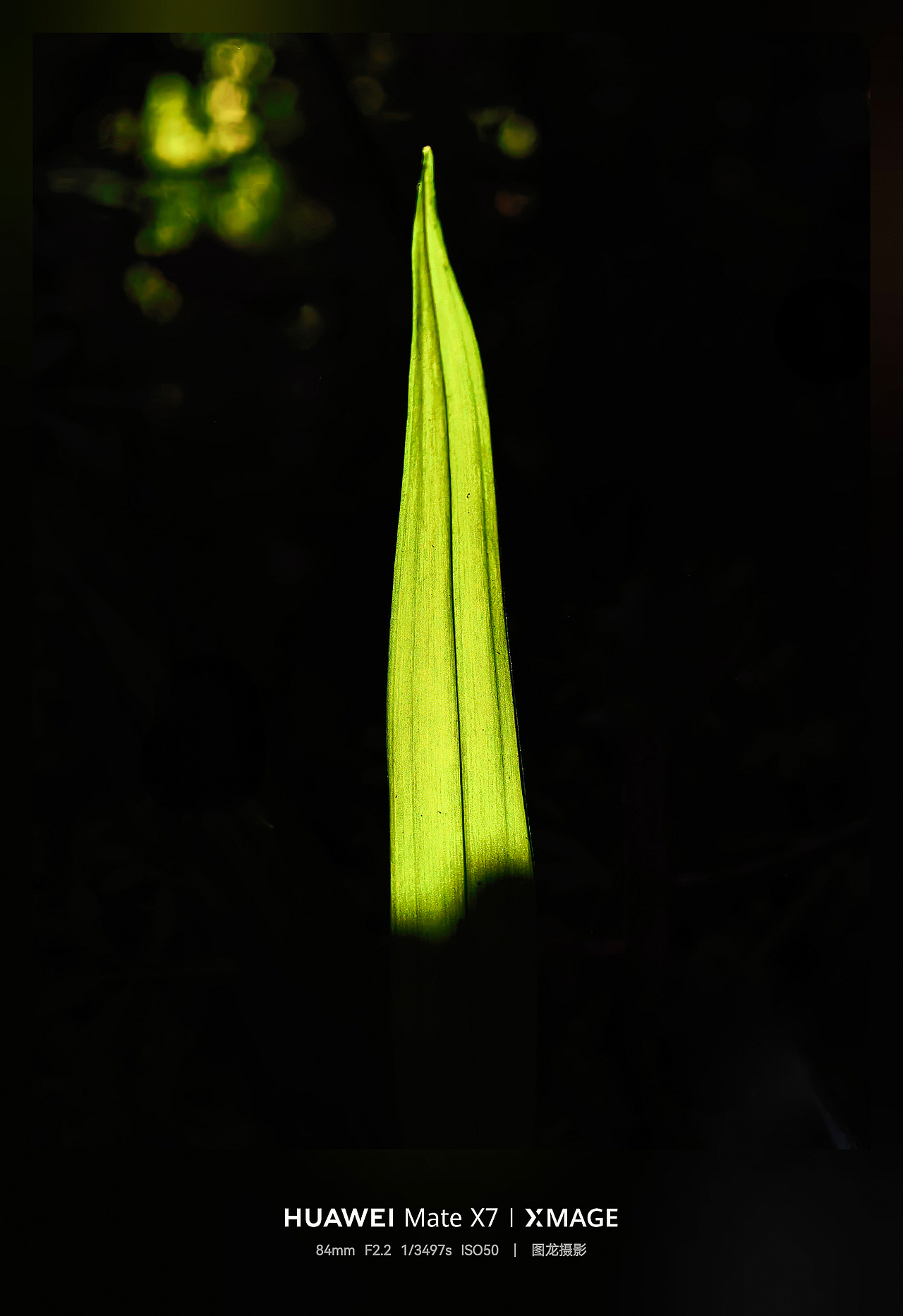 不追景的春日浪漫，低头抬头皆是春的温柔（图ZNDA1NTIyNjk2） - 风光摄影 - 站酷设计师图龙摄影原创素材 - 站酷ZCOOL