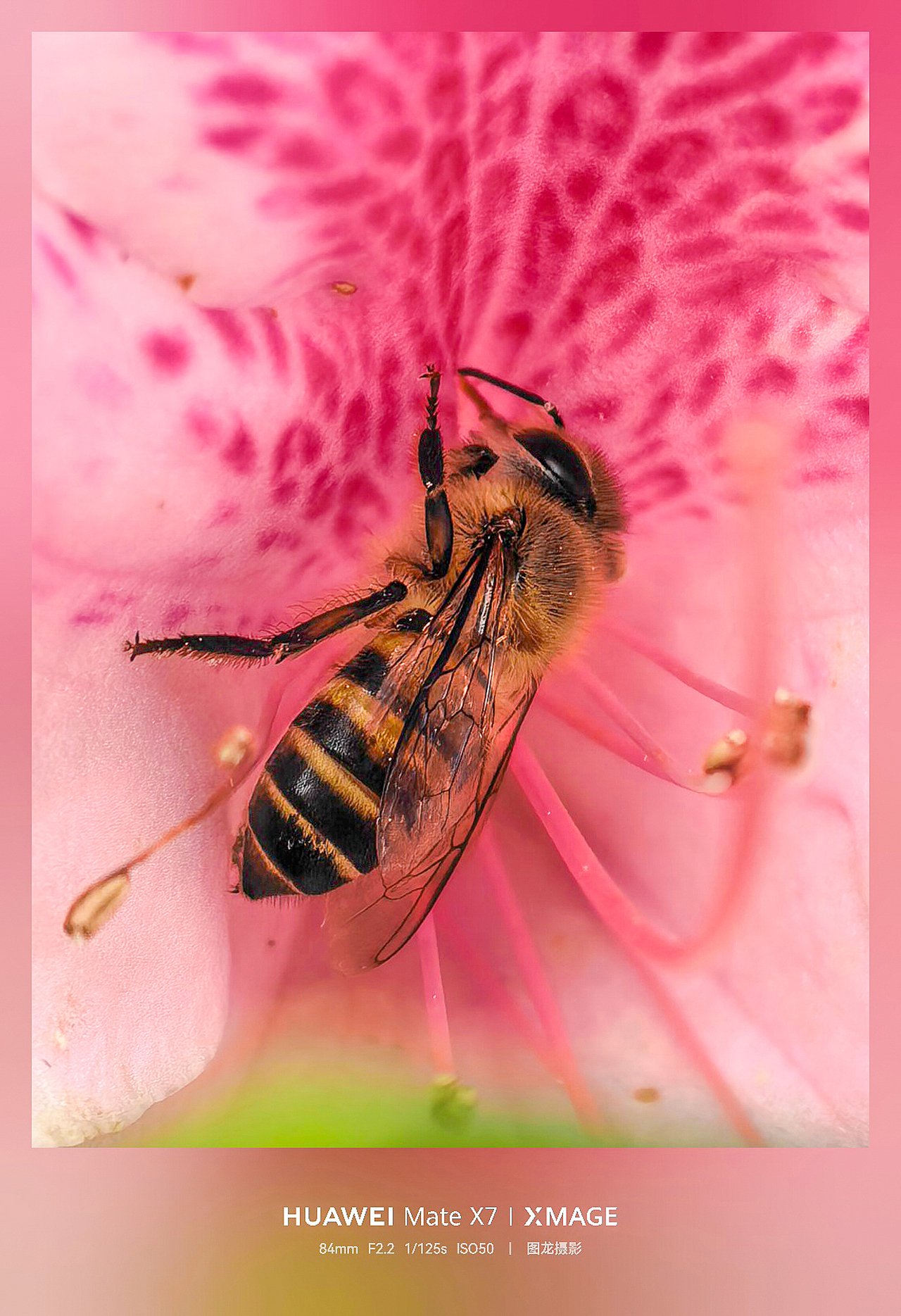 不追景的春日浪漫，低头抬头皆是春的温柔（图ZNDA1NTIyNjg0） - 风光摄影 - 站酷设计师图龙摄影原创素材 - 站酷ZCOOL